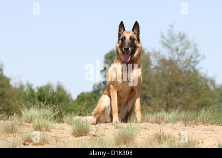 Cane pastore belga Malinois adulto seduto Foto Stock