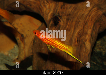 Swordtail (Xiphophorus hellerii) - maschio in un acquario Foto Stock