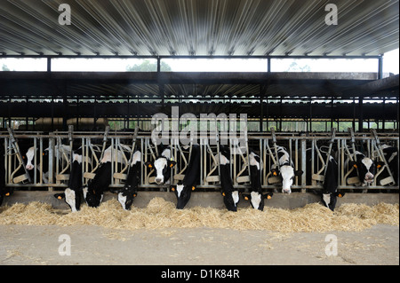 Dairy Farm con righe di vacche al tempo di alimentazione Foto Stock