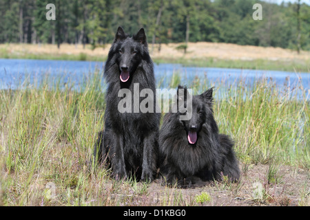 Cane pastore belga Groenendael Foto Stock