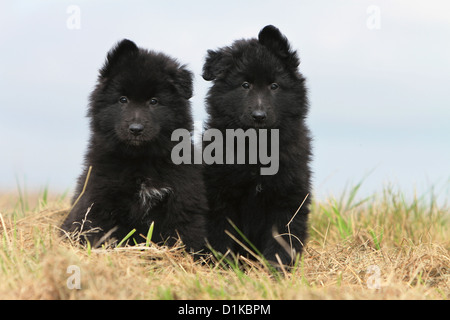 Cane pastore belga Groenendael due cuccioli seduti su un prato Foto Stock