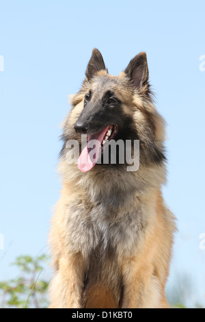 Cane pastore belga Tervuren / Tervueren adulto profilo verticale Foto Stock