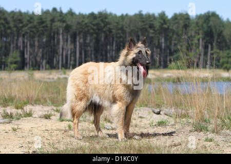 Cane pastore belga Tervuren / Tervueren giovani in piedi Foto Stock