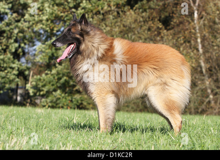 Cane pastore belga Tervuren / Tervueren standard per pazienti adulti Foto Stock