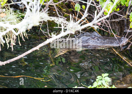 Alligatore, Florida Everglades National Park Foto Stock