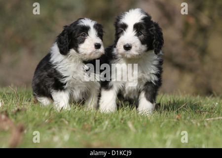 Cane Collie barbuto / Beardie due cuccioli seduto sull'erba Foto Stock