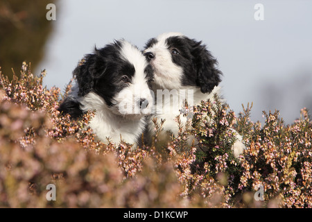 Cane Collie barbuto / Beardie due cuccioli di peluche Foto Stock