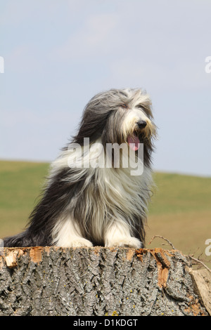 Cane Collie barbuto / Beardie adulto seduto su un legno Foto Stock