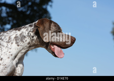 Cane Braque du Bourbonnais / Bourbonnais cane di puntamento verticale per adulti Foto Stock