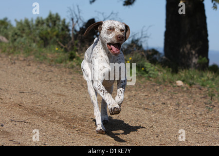 Cane Braque du Bourbonnais / Bourbonnais rivolta cane adulto in esecuzione Foto Stock