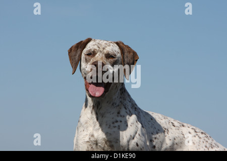 Cane Braque du Bourbonnais / Bourbonnais cane di puntamento verticale per adulti Foto Stock