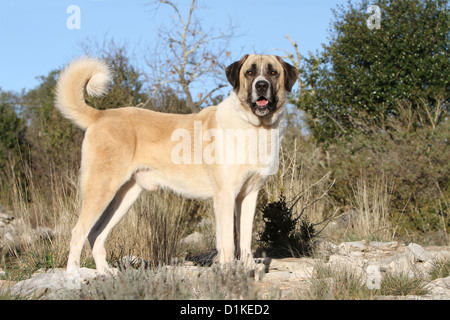 Anatolica cane cane pastore / Kangal / Turco Karabash adulto profilo standard Foto Stock