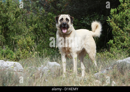 Anatolica cane cane pastore / Kangal / Turco Karabash permanente per adulti Foto Stock