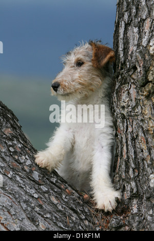 Filo di cane Fox Terrier cucciolo in piedi in una struttura ad albero Foto Stock