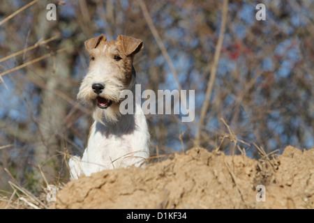 Filo di cane Fox Terrier adulto ritratto Foto Stock