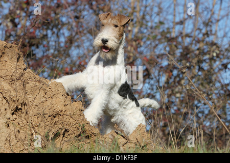 Filo di cane Fox Terrier permanente per adulti Foto Stock