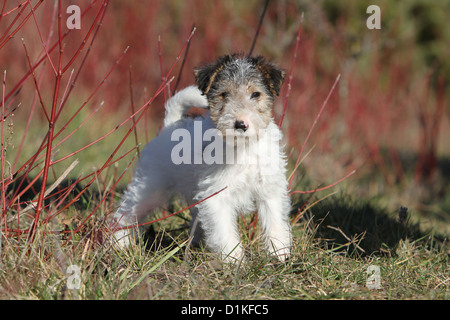 Filo di cane Fox Terrier cucciolo in piedi Foto Stock