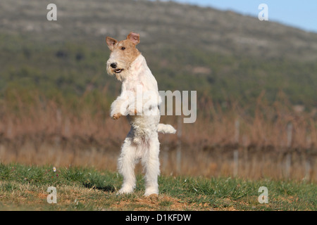 Filo di cane Fox Terrier adulto jumping Foto Stock