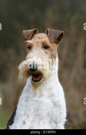 Filo di cane Fox Terrier adulto ritratto Foto Stock