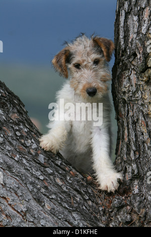 Filo di cane Fox Terrier cucciolo in piedi in una struttura ad albero Foto Stock