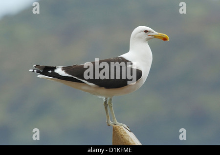 Kelp Gabbiano noto anche come nero-backed Gull (Larus dominicanus), Nuova Zelanda Foto Stock