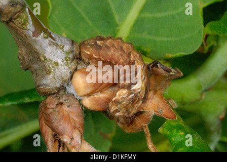 Viola Hairstreak caterpillar (Neozephyrus quercus) mimetizzata come una quercia bud Foto Stock