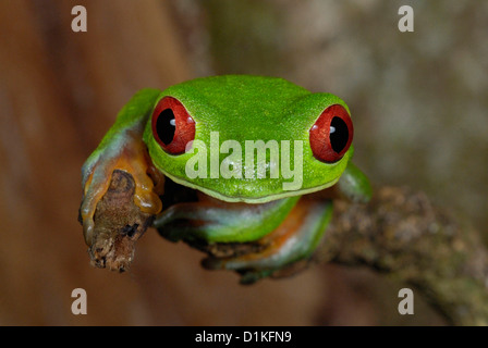 Red-eyed Treefrog (Agalychnis callidryas) in Costa Rica foresta pluviale Foto Stock