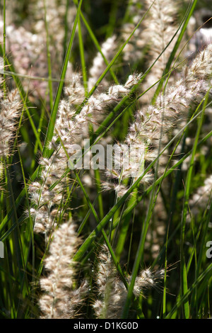 Pennisetum orientale Shogun Foto Stock