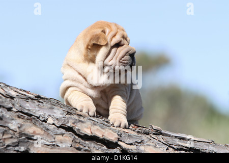 Cane Shar Pei cucciolo seduto su di un legno rosso fulvo-fulvo rosso Foto Stock