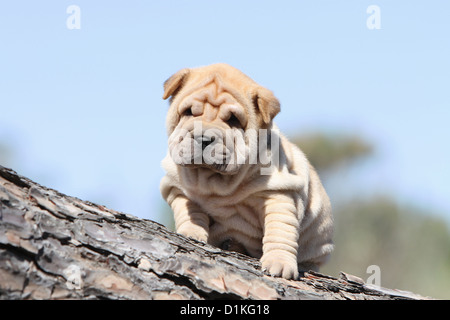 Cane Shar Pei cucciolo seduto su legno fulvo rosso-fulvo rosso Foto Stock