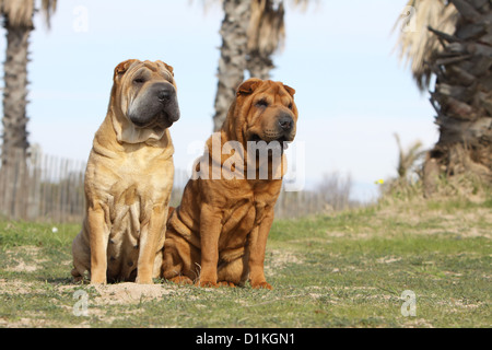 Cane Shar Pei due adulti seduti fulvo rosso Foto Stock