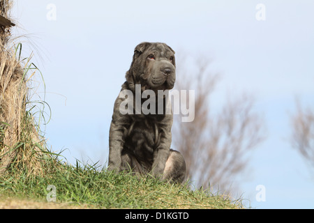 Cane Shar Pei giovani seduta blu sull'erba Foto Stock