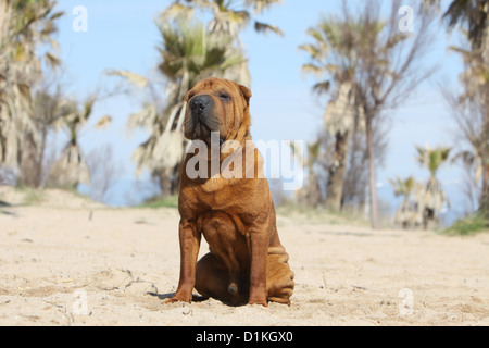 Cane Shar Pei adulto seduto sulla spiaggia Foto Stock