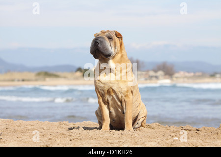 Cane Shar Pei adulto seduto sulla spiaggia Foto Stock