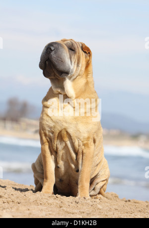 Cane Shar Pei adulto seduto sulla spiaggia Foto Stock