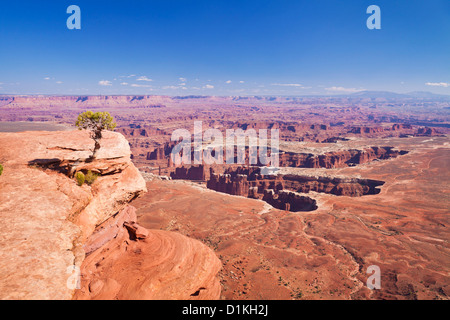 Grand View Point si affacciano e ginestra, Island in the Sky, il Parco Nazionale di Canyonlands, Utah, Stati Uniti d'America Foto Stock