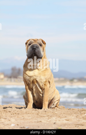 Cane Shar Pei adulto seduto sulla spiaggia Foto Stock