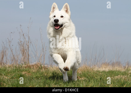 Pastore Svizzero bianco / cane Berger blanc Suisse adulto in esecuzione Foto Stock