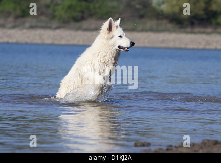 Pastore Svizzero bianco cane Berger blanc suisse a nuotare in un lago Foto Stock