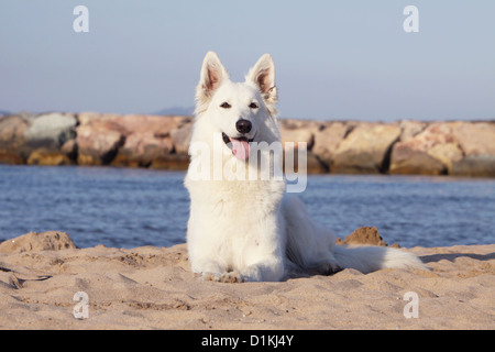 Pastore Svizzero bianco / cane Berger blanc suisse sdraiato sulla spiaggia Foto Stock