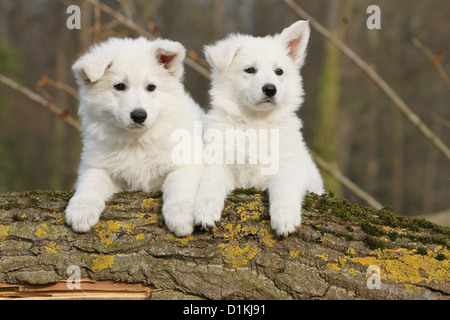 Pastore Svizzero bianco / cane Berger blanc suisse due cuccioli insieme Foto Stock