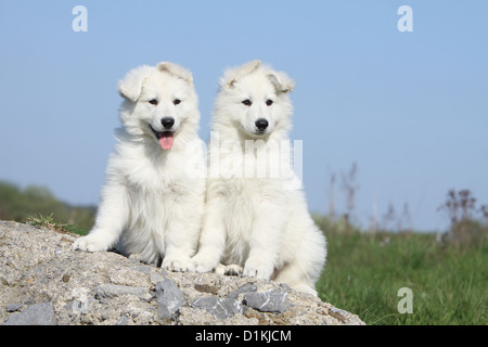 Pastore Svizzero bianco / cane Berger blanc suisse due cuccioli seduto su una roccia Foto Stock