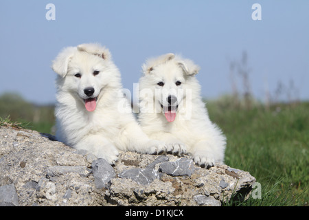 Pastore Svizzero bianco / cane Berger blanc suisse due cuccioli su una roccia Foto Stock