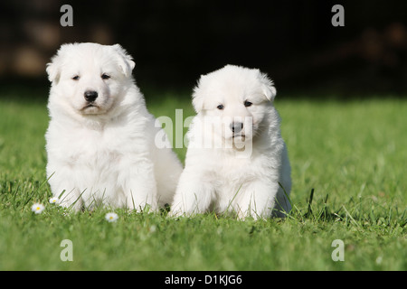 Pastore Svizzero bianco / cane Berger blanc suisse due cuccioli insieme Foto Stock