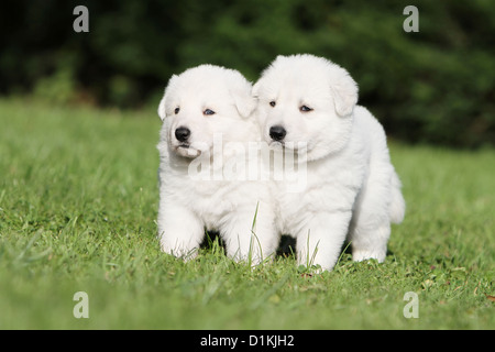 Pastore Svizzero bianco / cane Berger blanc suisse due cuccioli insieme Foto Stock