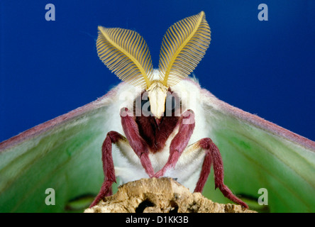 LUNA MOTH (ACTIAS LUNA) bella adulto con occhi composti, gambe, Ali, le antenne Foto Stock