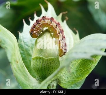 Budworm tabacco, mais earworm, pomodoro fruitworm, elotide del cotone o soia podworm (Heliothis virescens) larva sulla foglia di cotone Foto Stock