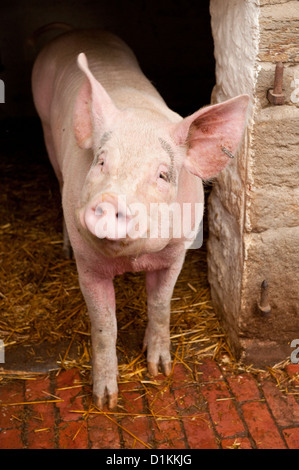 Maiale rosa nel maiale sty presso il museo Beamish. Contea di Durham, Inghilterra Foto Stock