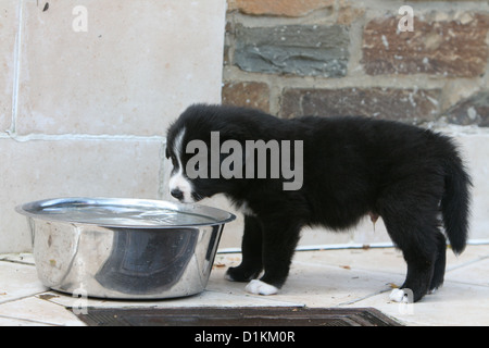 Cane Border Collie cucciolo drink nella sua coppa Foto Stock