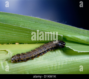 Fall armyworm (laphygma frugiperda; Spodoptera frugiperda) larva sul mais danneggiati; distruttivi per mais e altre erbe Foto Stock